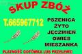 Zyto i pszenica 200t