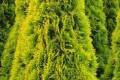 Thuja tuje ywotnik Smaragd, Szmaragd